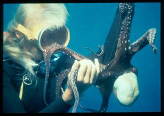 Diver likely Valerie Taylor holding a leg of an octopus