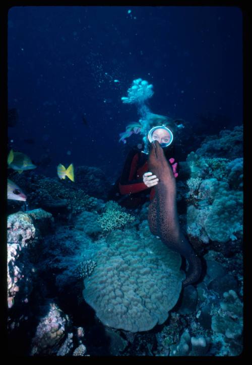 Valerie Taylor and a moray eel