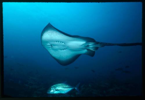 A ray and a silver fish