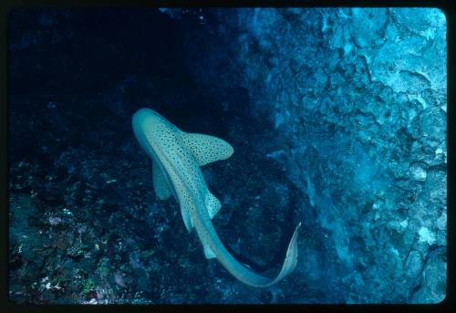 A leopard shark