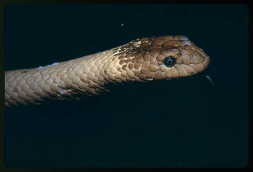 Head of an olive sea snake (Aipysurus laevis)