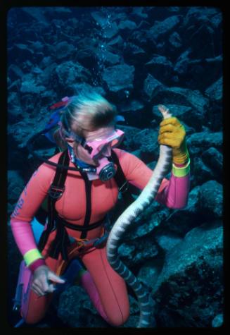 Valerie Taylor holding a sea snake