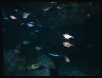 Grey nurse shark amongst rocks and other fish