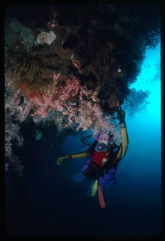 Diver below a coral formation