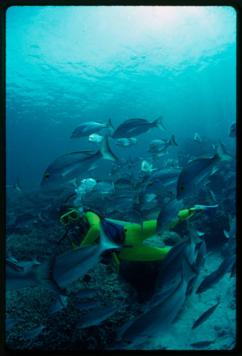 Diver (Ewa Burenhalt) among yellow banded snapper (Lutjanus adetii)