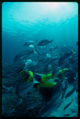 Diver (Ewa Burenhalt) among yellow banded snapper (Lutjanus adetii)