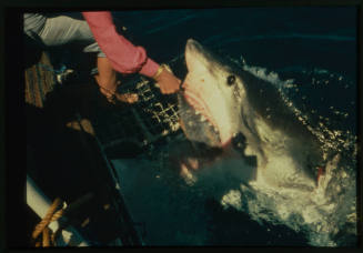 Valerie Taylor hand feeding a great white shark