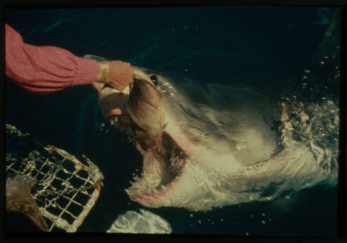 Valerie Taylor hand feeding a great white shark