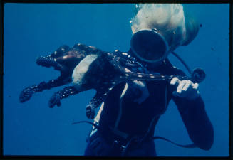 Valerie Taylor with octopus