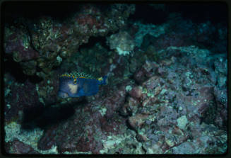 Spotted boxfish (Ostracion meleagris)