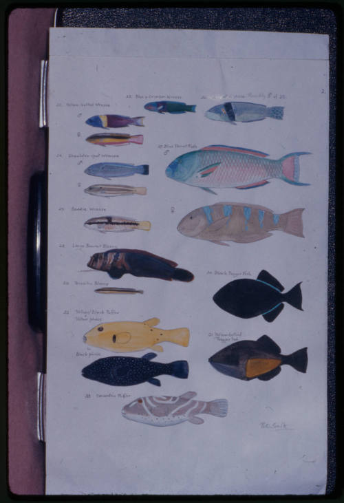 Hand drawn reef fish identification guide