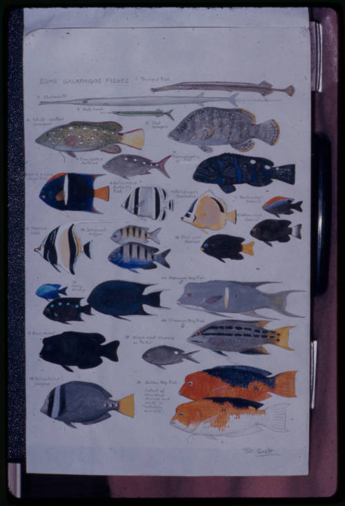 Hand drawn identification guide to some Galapagos reef fish