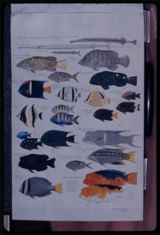 Hand drawn identification guide to some Galapagos reef fish