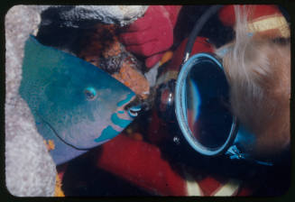 Valerie Taylor with a parrotfish sleeping vertically