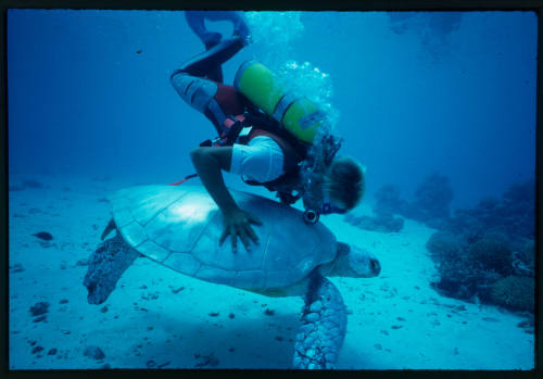 Diver with their hand on the back of a sea turtle