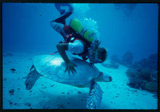 Diver with their hand on the back of a sea turtle