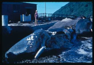 Valerie Taylor at a whaling station in Durban, South Africa looking at the carcasses of Sperm Whales that have been eaten by sharks 
