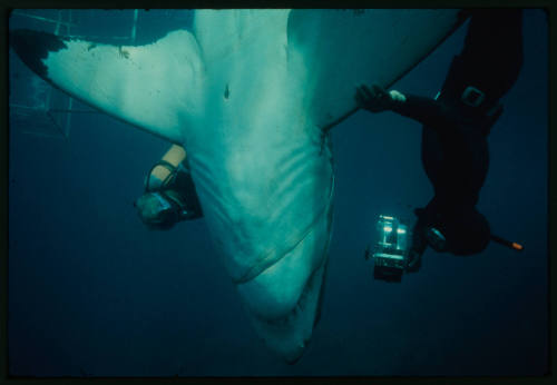 Valerie and Ron Taylor helping a great white shark untangle from the tether of a shark cage photographed by Rodney Fox