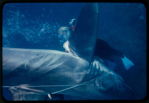 Valerie Taylor helping a great white shark untangle from the tether of a shark cage