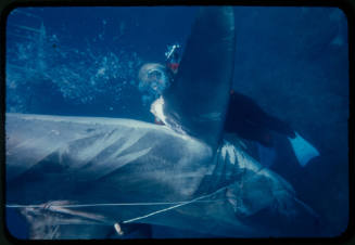 Valerie Taylor helping a great white shark untangle from the tether of a shark cage