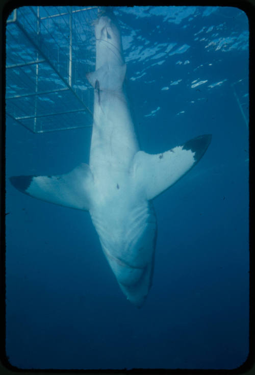 Great white shark tangled in the tether of a shark cage