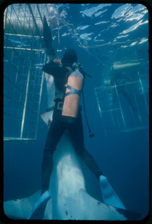 Ron Taylor helping a great white shark untangle from the tether of a shark cage