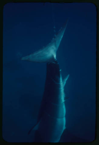 Tail of a great white shark tangled in the tether of a shark cage