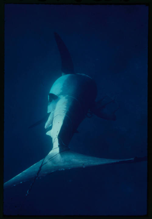 Great white shark tangled in the tether of a shark cage