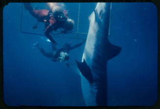 Valerie and Ron Taylor helping a great white shark untangle from the tether of a shark cage photographed by Rodney Fox