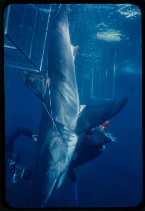 Valerie and Ron Taylor helping a great white shark untangle from the tether of a shark cage photographed by Rodney Fox