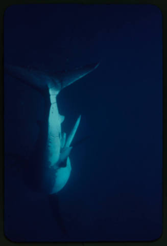 Great white shark tangled in the tether of a shark cage