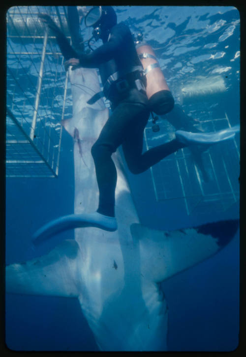 Ron Taylor helping a great white shark untangle from the tether of a shark cage