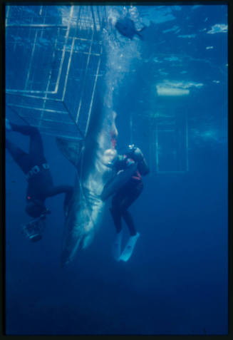 Valerie and Ron Taylor helping a great white shark untangle from the tether of a shark cage photographed by Rodney Fox