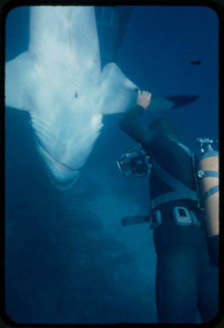 Ron Taylor holding the fin of a great white shark tangled in wire tether