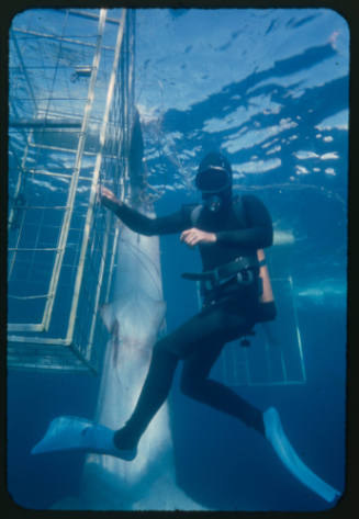 Ron Taylor with a great white shark tangled in the tether of a shark cage