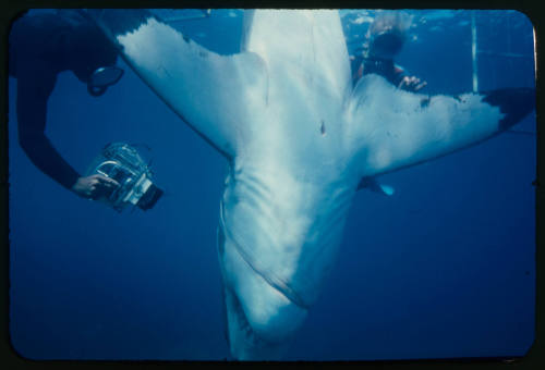 Valerie and Ron Taylor helping a great white shark untangle from the tether of a shark cage photographed by Rodney Fox