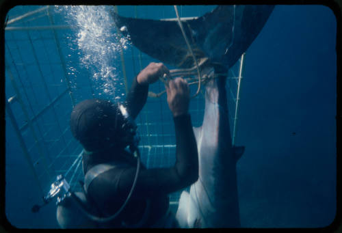 Ron Taylor helping a great white shark untangle from the tether of a shark cage