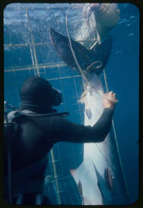 Ron Taylor helping a great white shark untangle from the tether of a shark cage