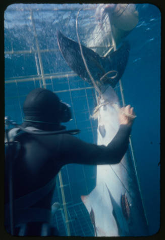 Ron Taylor helping a great white shark untangle from the tether of a shark cage