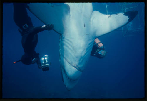 Valerie and Ron Taylor helping a great white shark untangle from the tether of a shark cage photographed by Rodney Fox