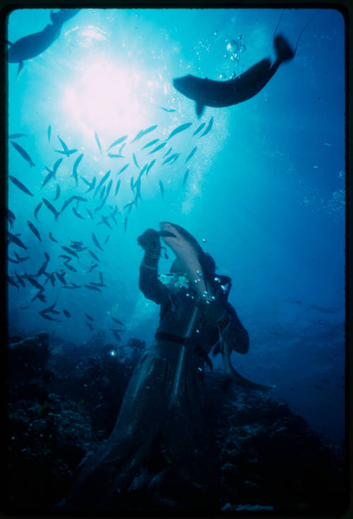 Scuba diver testing chainmail suit (mesh suit) on a reef shark