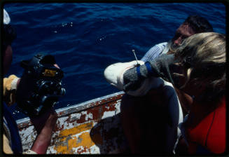 Testing the pressure of a shark bite while experimenting with the efficacy of the chainmail suit (mesh suit). The shark was then released. 