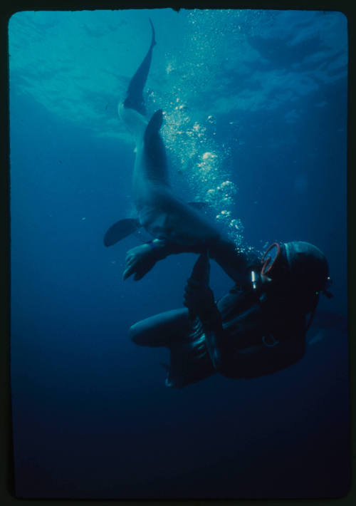 Scuba diver testing out the chainmail suit (mesh suit) in experiment using blue sharks 