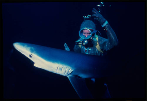 Scuba diver testing out the chainmail suit (mesh suit) in experiment using blue sharks 