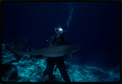 Scuba diver in the chainmail suit (mesh suit) next to a whitetip reef shark