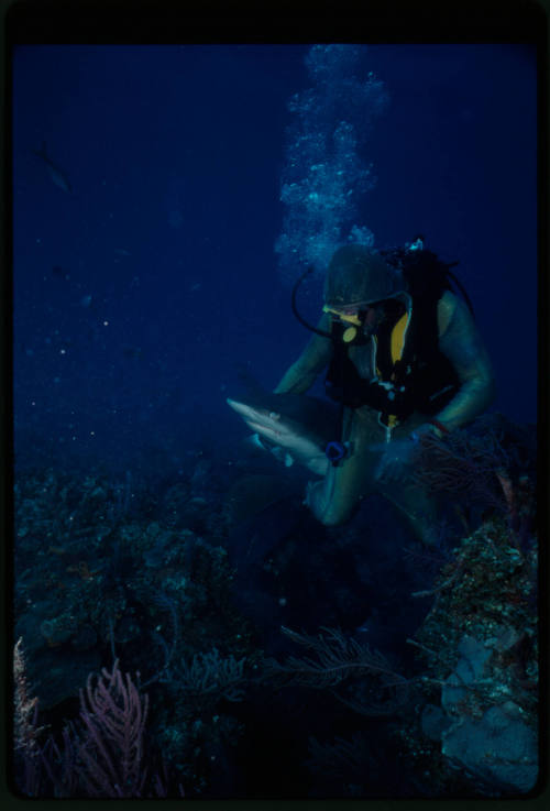 Scuba diver testing out the chainmail suit (mesh suit) with a whitetip reef shark