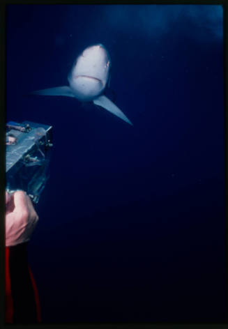 Person (out of frame) filming a blue shark