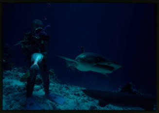 Valerie Taylor testing out the chainmail suit (mesh suit) with a whitetip reef shark