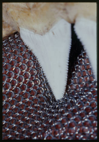 Close up of chainmail suit (mesh suit) testing using shark teeth