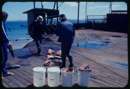 Three men standing on a wharf with buckets of meat